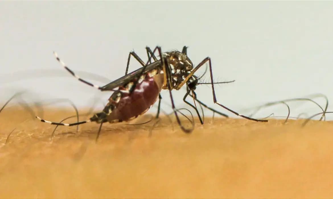 Infecções por Aedes aegypti elevam risco de complicações no parto, indica estudo