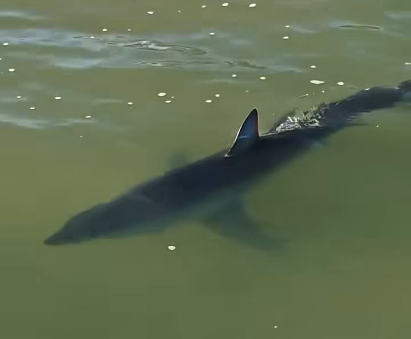Tubarão é avistado próximo à faixa de areia em praia de Imbituba