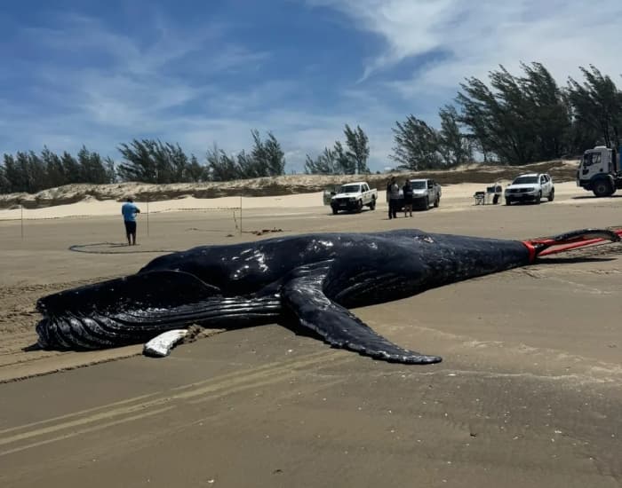 Baleia-jubarte de 8,5 metros é encontrada morta em Jaguaruna