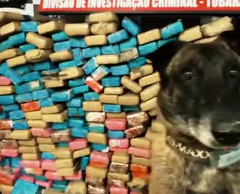 Após apreensão de 340 quilos de maconha, cinco pessoas são presas