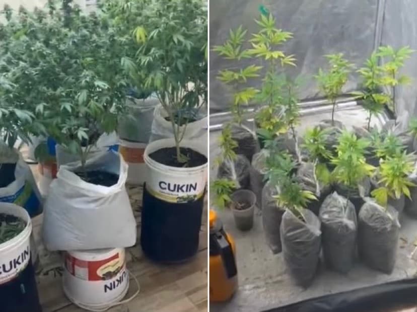 Estufa com 29 pés de maconha é descoberta dentro de quitinete