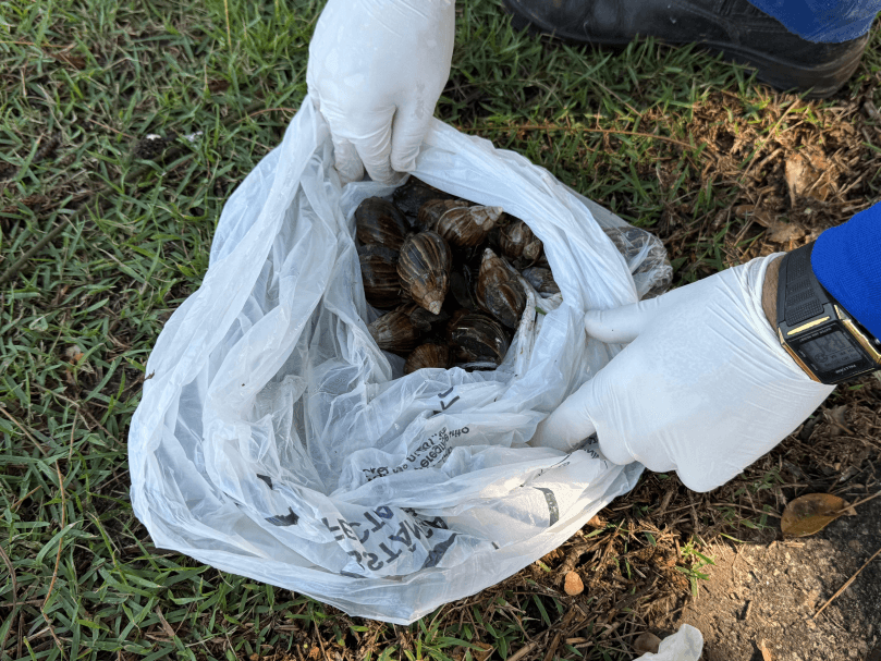 Infestação de caramujos africanos gera alerta em Imbituba