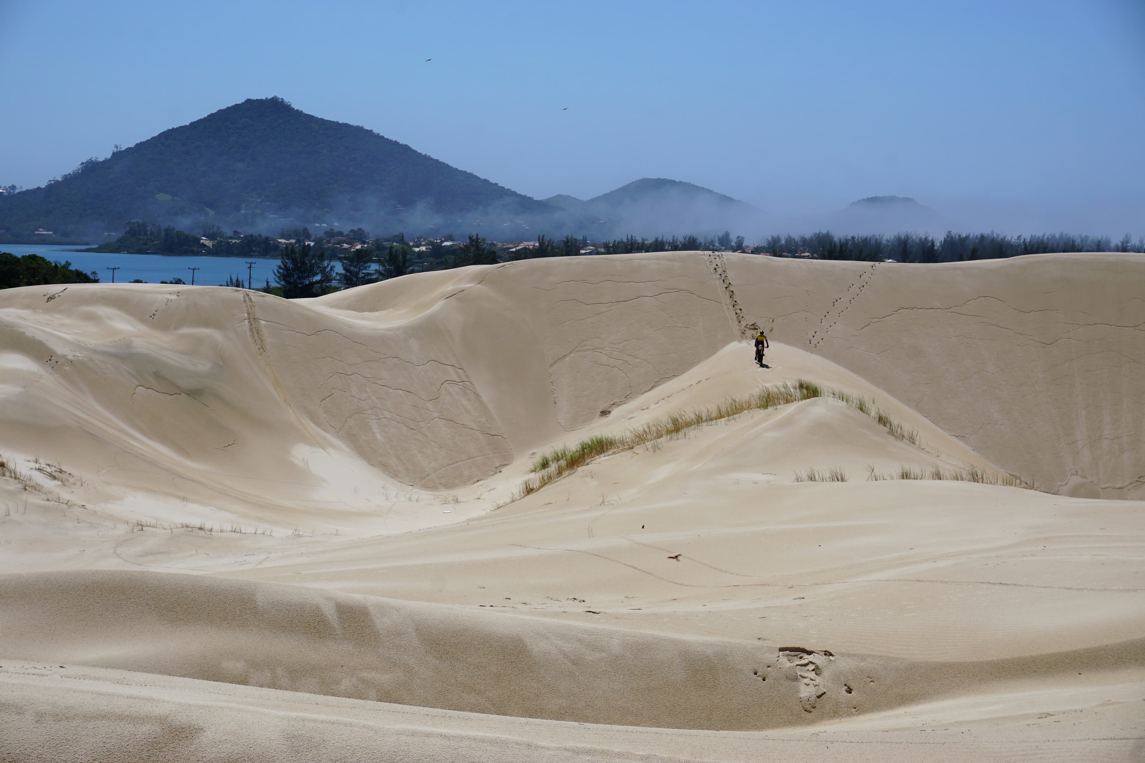 Mulher sofre mais de 20 picadas após ataque de abelhas enquanto colhia butiá
