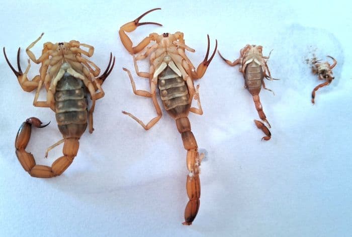 Mais de 40 escorpiões-amarelos são capturados em Gravatal este ano