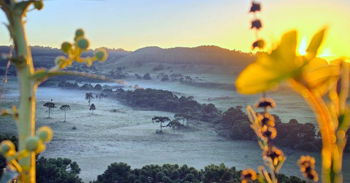 Serra catarinense registra 1,8ºC e geada pelo segundo dia consecutivo em pleno verão