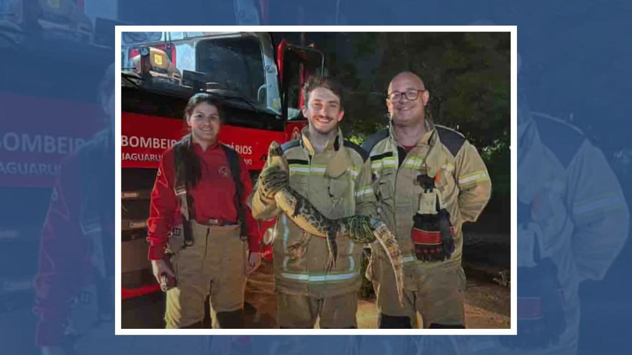 Jacaré é capturado em estacionamento de condomínio em Jaguaruna
