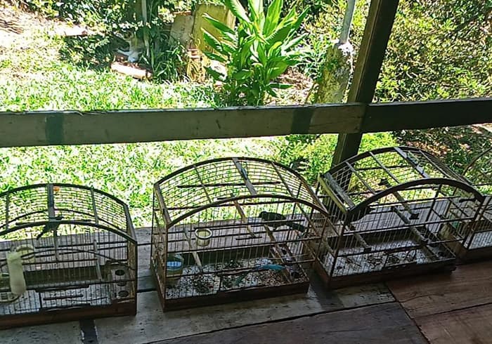 Oito aves silvestres são resgatadas de cativeiro ilegal