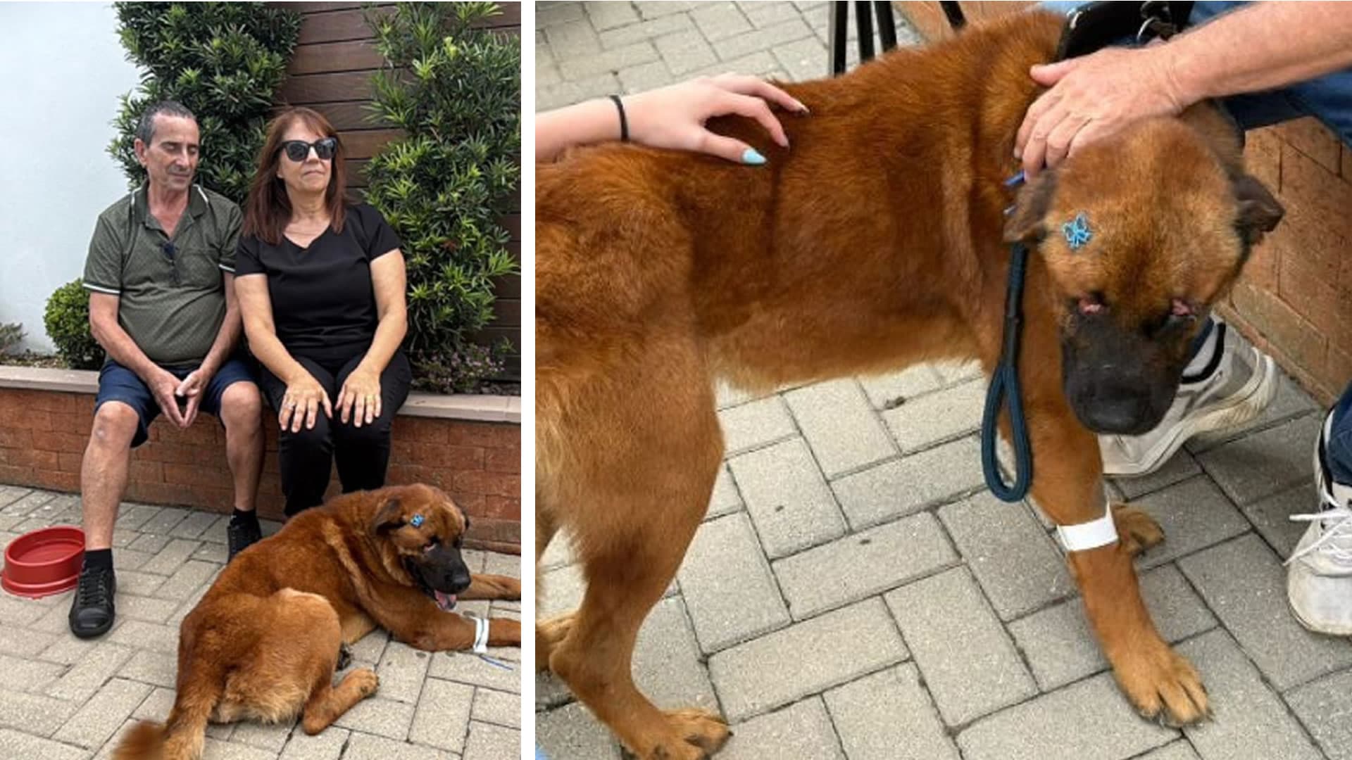 Cego após maus-tratos, cão Beethoven é adotado