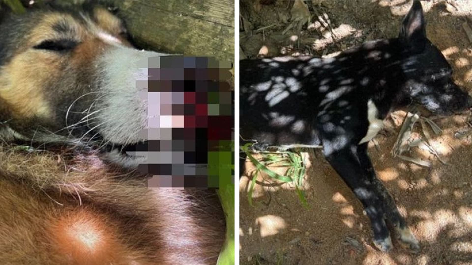 Cães morrem por suspeita de envenenamento