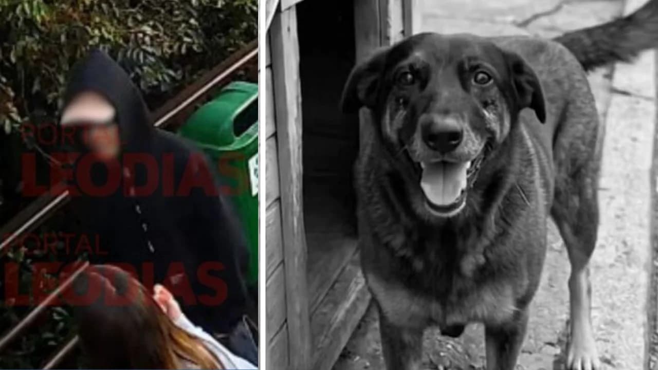 Polícia pede internação de adolescente por morte do cão Orelha