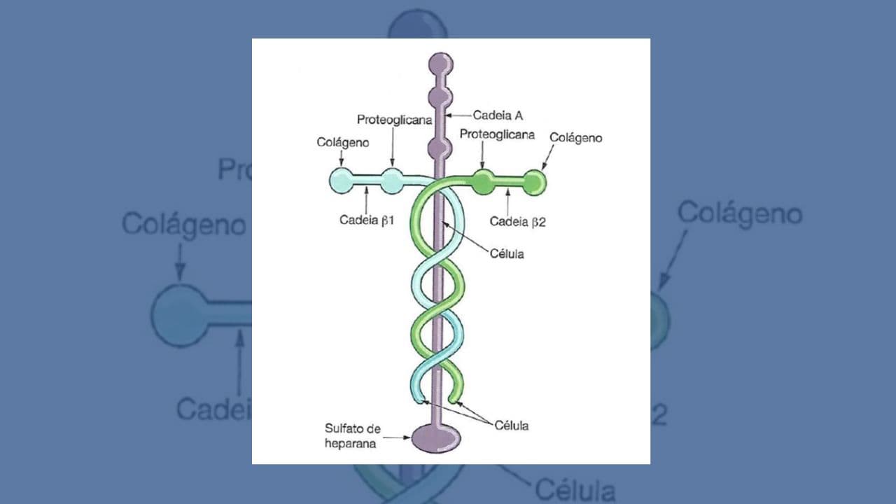 "Proteína de Deus": entenda o que é a laminina, proteína que traz esperança para paralisia na medula
