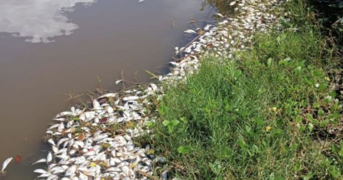 Centenas de peixes aparecem mortos na Praia do Rosa