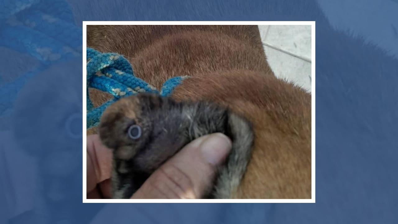 Cão comunitário é atingido por tiro de chumbinho