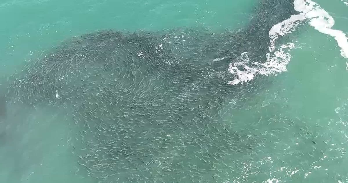▶️ Cardume gigante de tainhas aparece "fora de época" e antecipa temporada