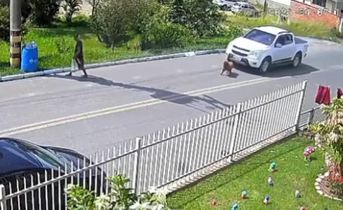 Cadela morre após ser atropelada; motorista vai embora sem prestar socorro