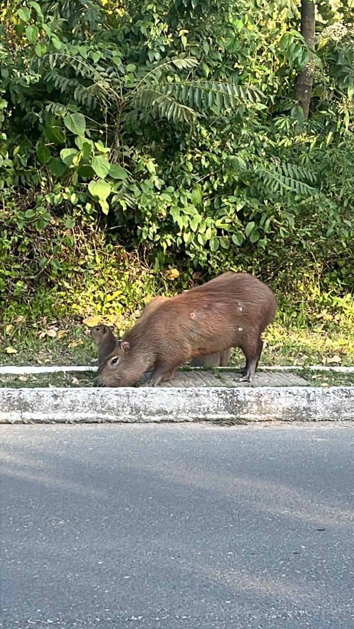 Capivara aparece ferida e denúncia aponta possível ataque com tiros de chumbinho