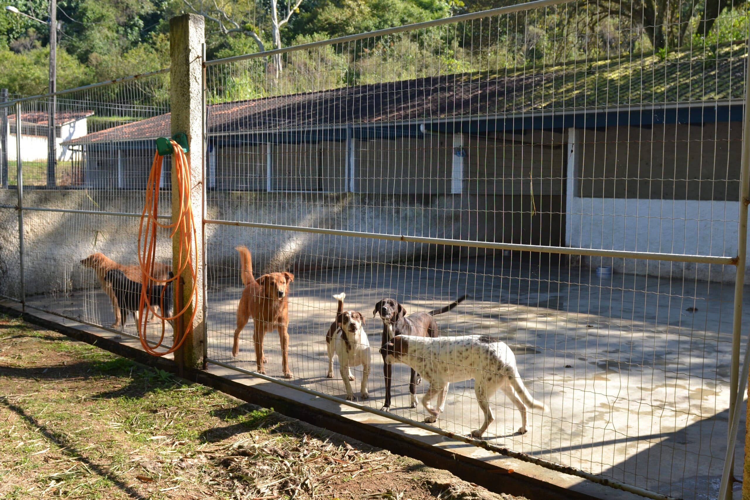 Ex-servidor público é condenado por compra de ração para animais que não existiam