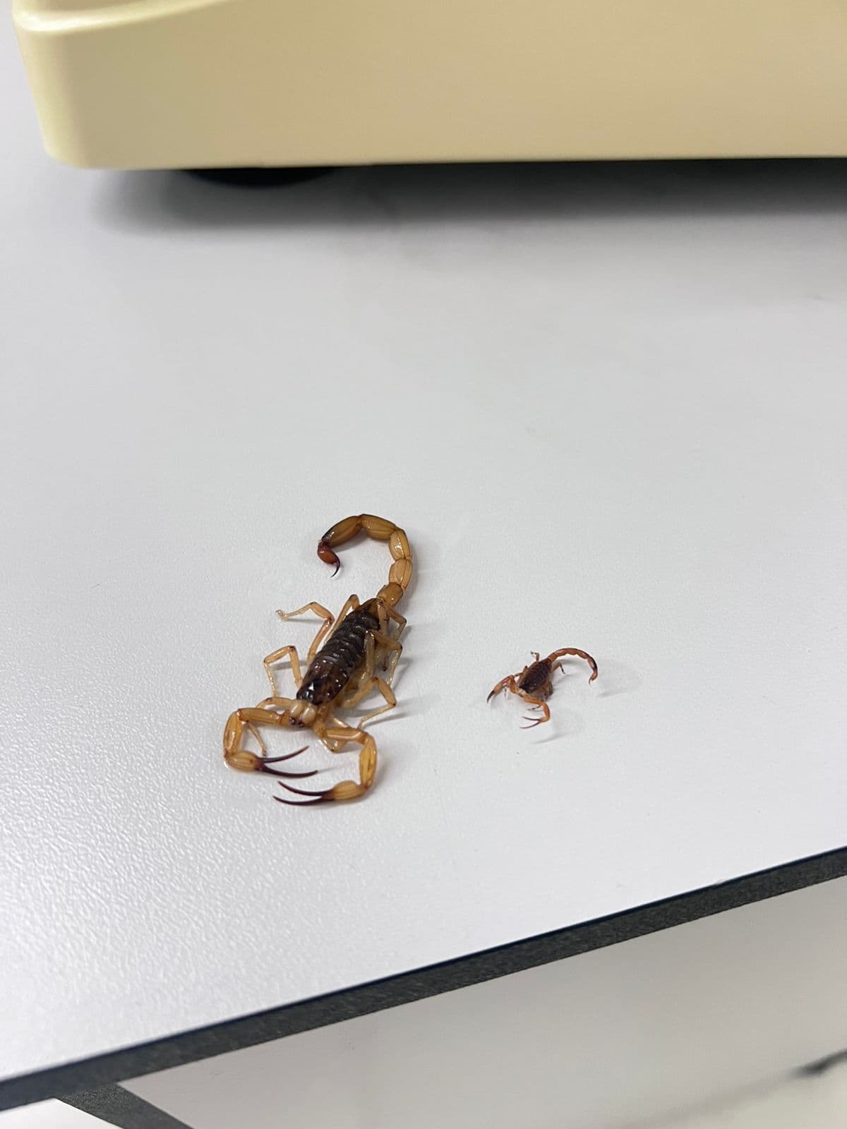 Com 78 escorpiões-amarelos capturados, Braço do Norte reforça alerta