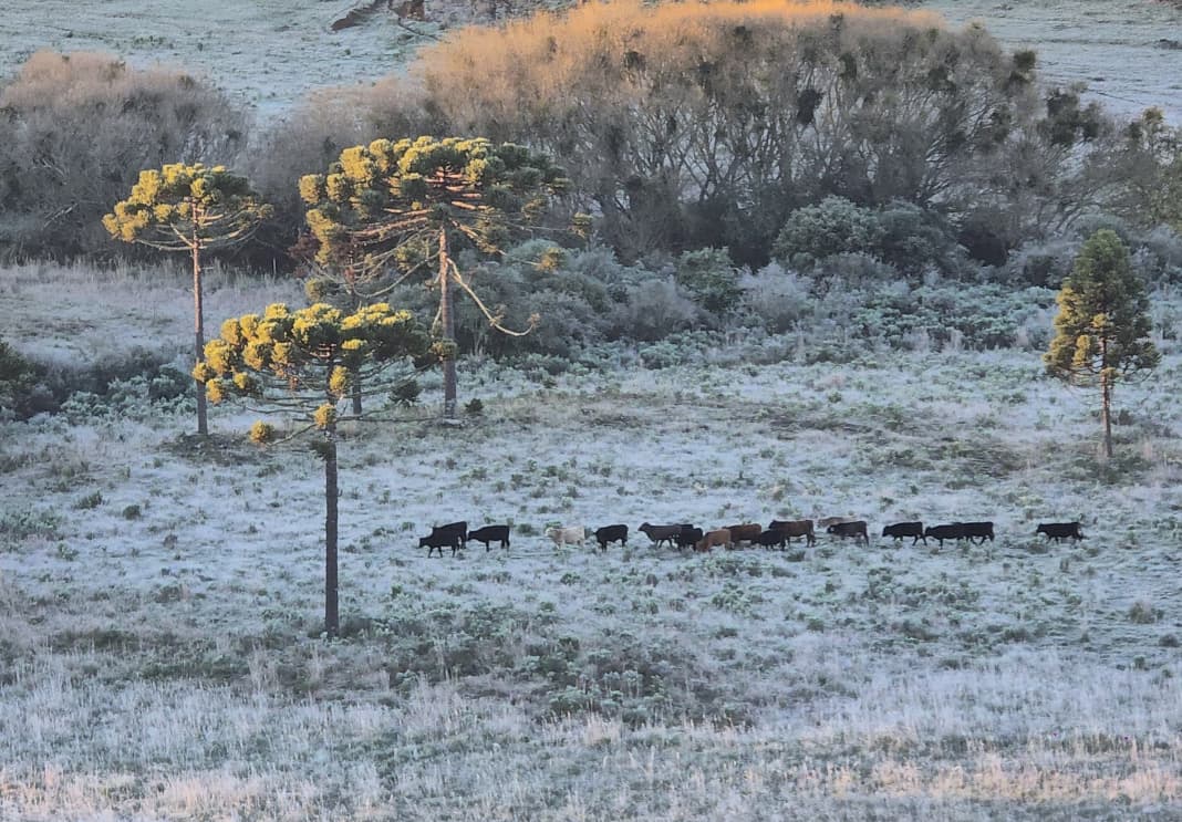 SC amanhece com a primeira temperatura abaixo de zero do ano