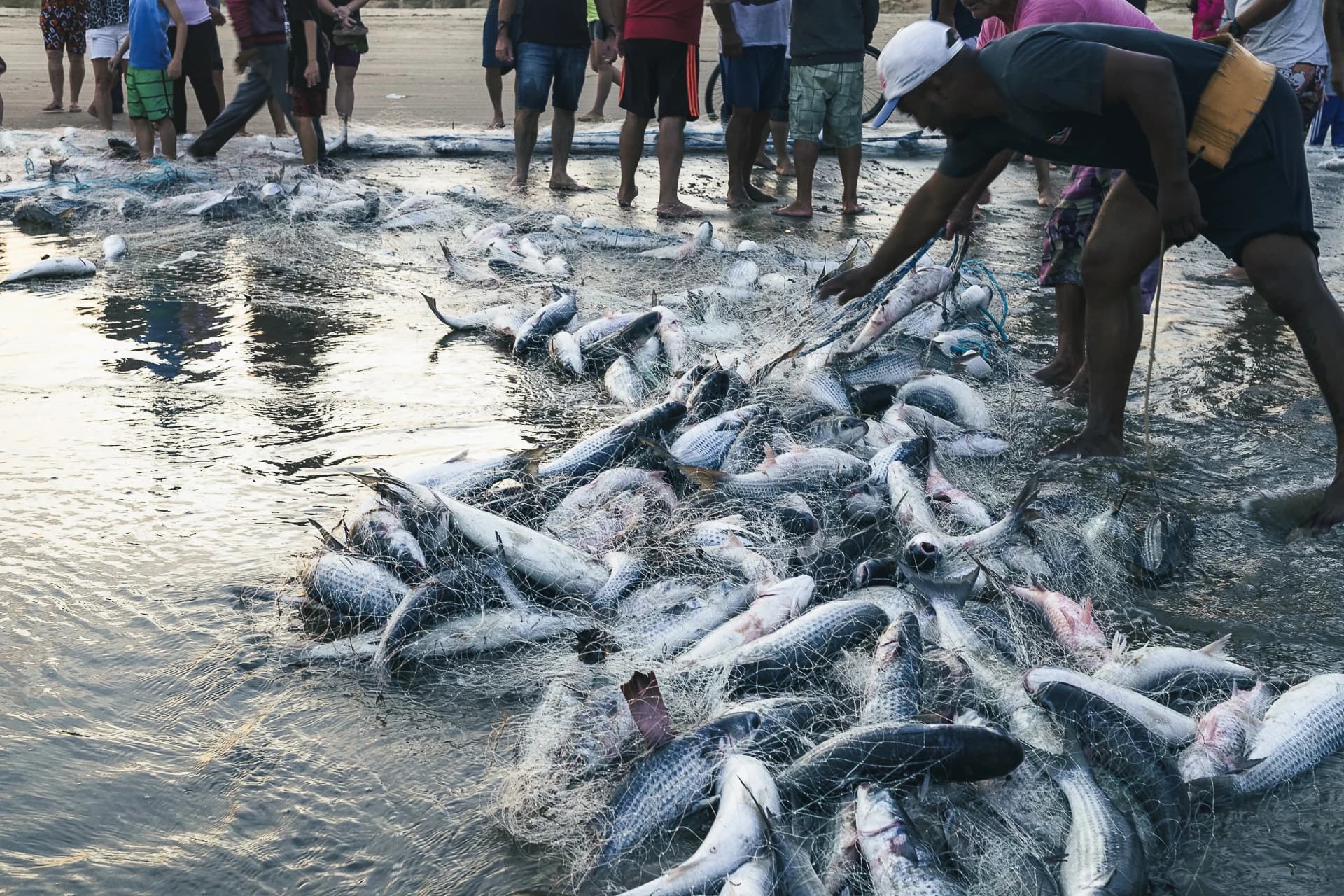 Safra da tainha começa nesta sexta-feira (1º) com expectativa de boa temporada na região
