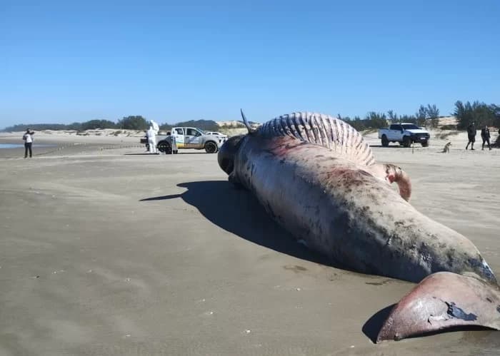 Baleia de 15 metros é encontrada morta em praia de Jaguaruna
