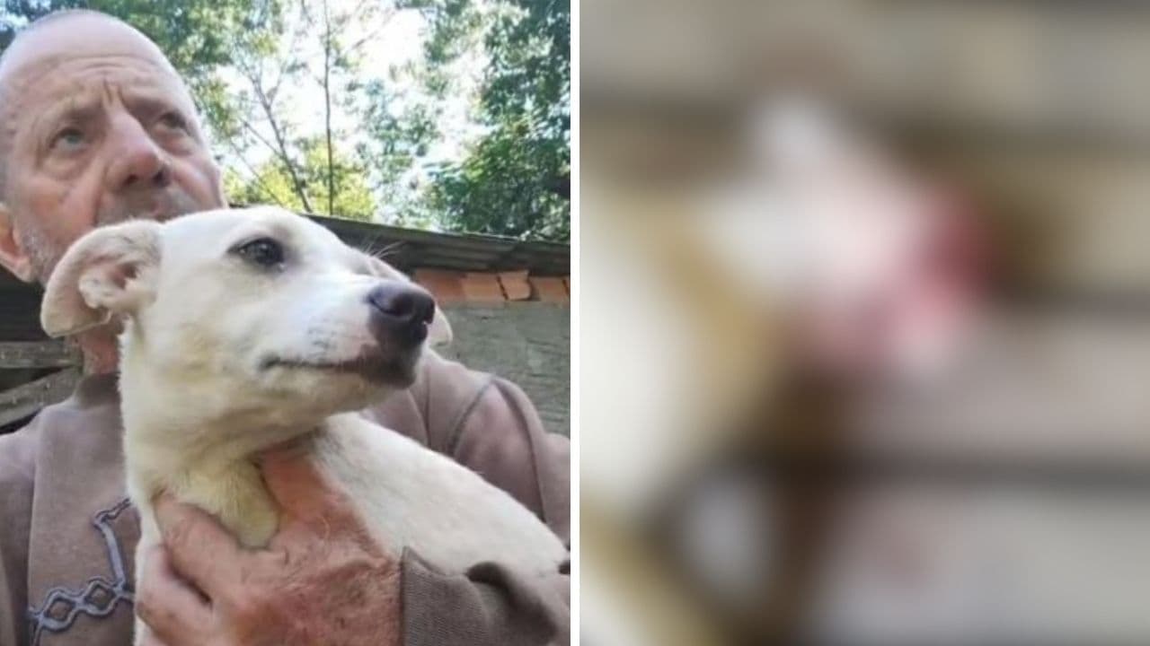 Cachorro é encontrado morto com rosto completamente desfigurado
