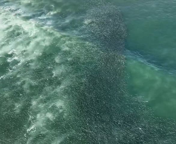 ▶️ Cardume gigante de tainhas impressiona no Farol de Santa Marta
