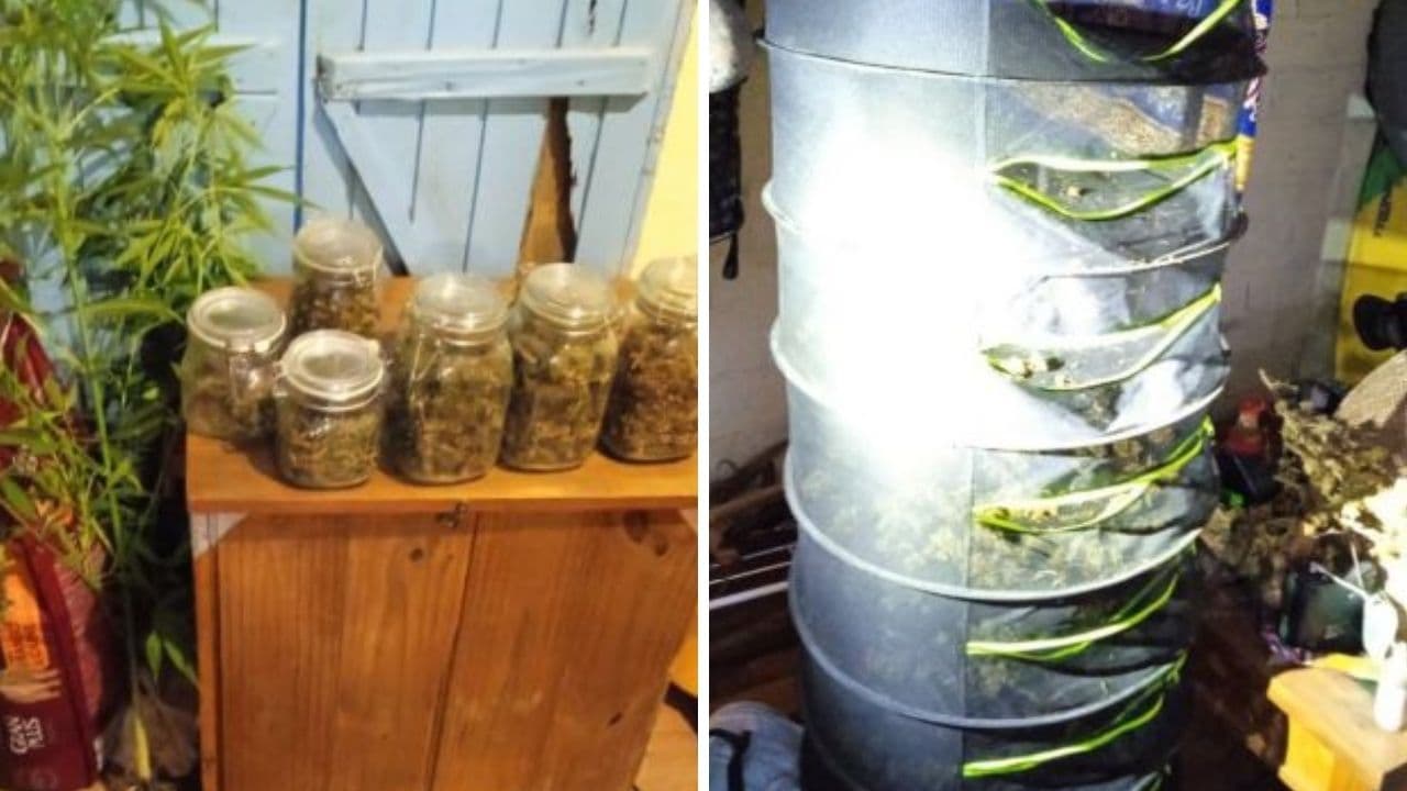 Polícia encontra estufa com plantação de maconha em propriedade no interior