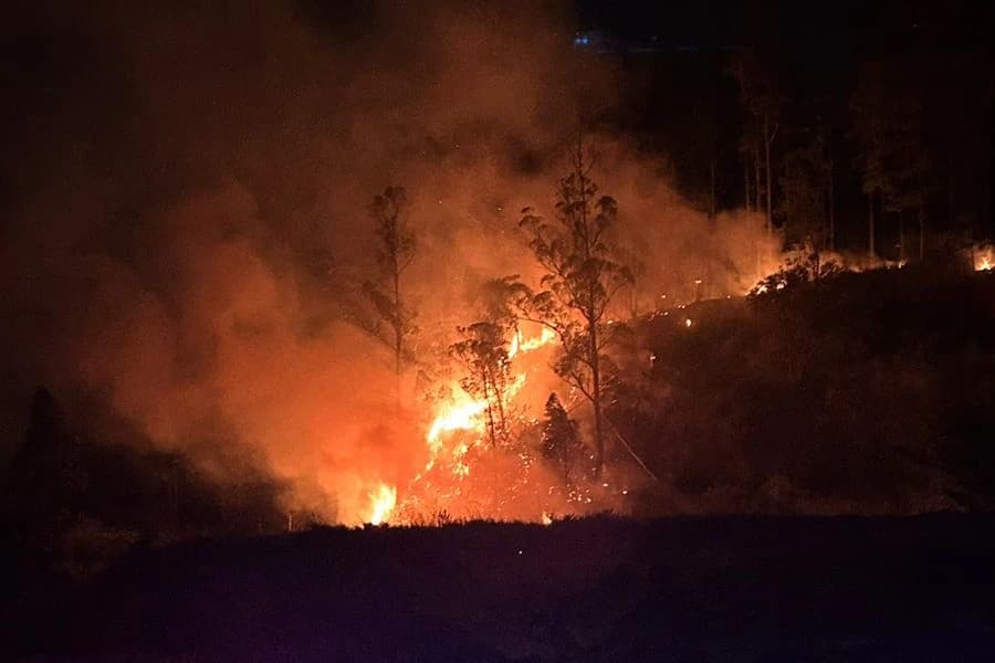 Incêndio com chamas de até cinco metros atinge área de eucaliptos