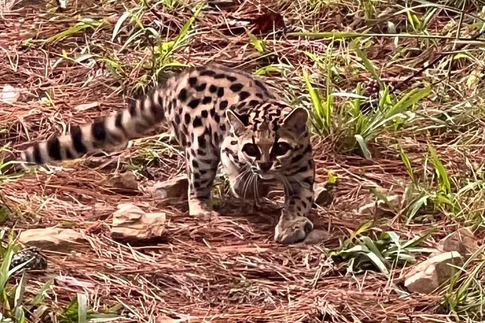 Morador descobre felino raro após sumiço de galinhas