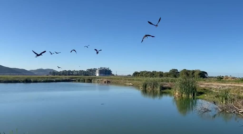 Marrecos resgatados no meio da BR-101 voltam à natureza após meses de cuidados
