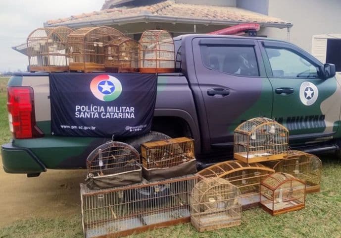 Aves silvestres mantidas em cativeiro são apreendidas em Jaguaruna