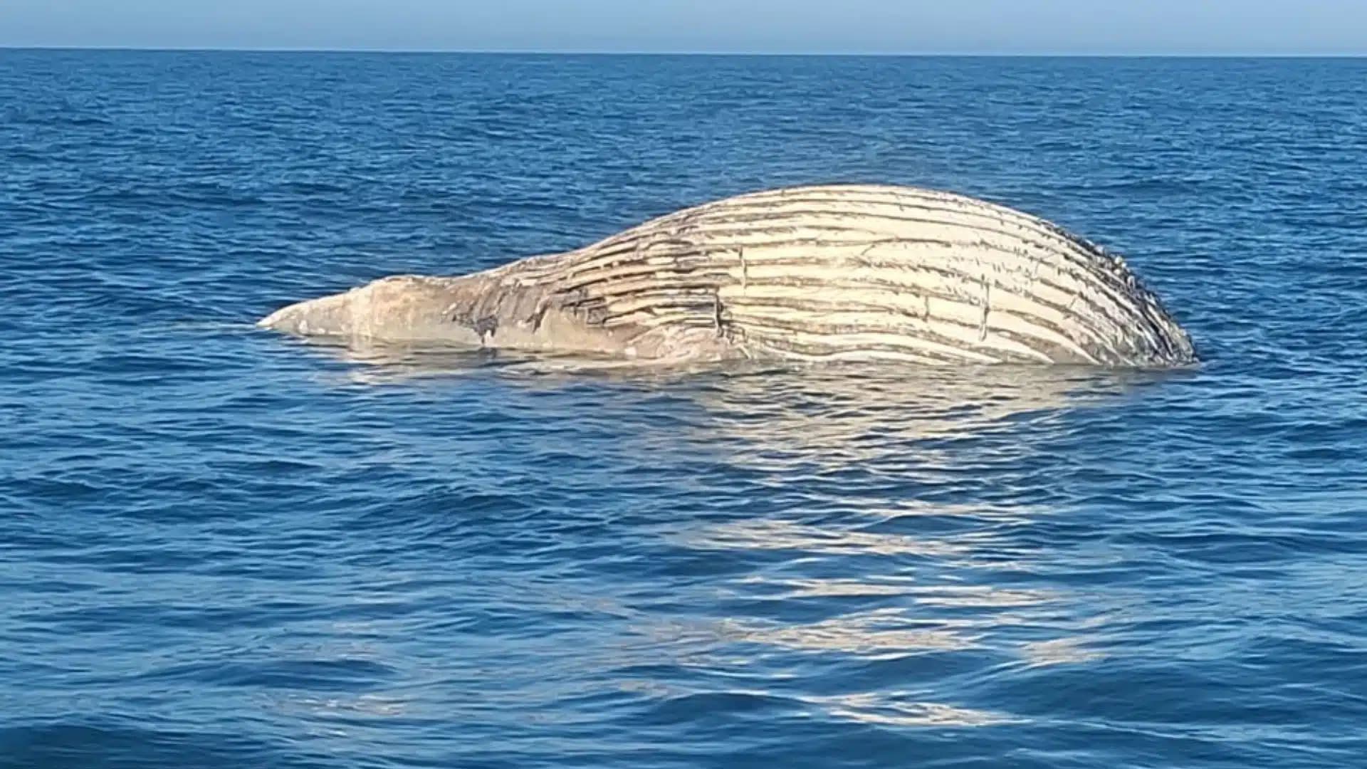 Terceira baleia encalha no litoral catarinense em menos de 15 dias