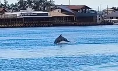 ▶️ Boto dá show com saltos e piruetas e encanta moradores e turistas dos Molhes