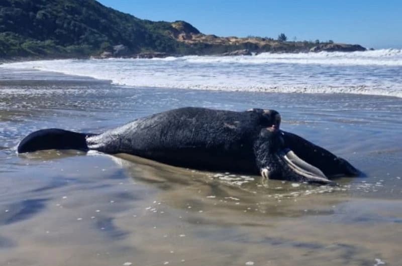 Filhote de baleia-franca é encontrado morto em Imbituba; mãe permanece ao lado do local