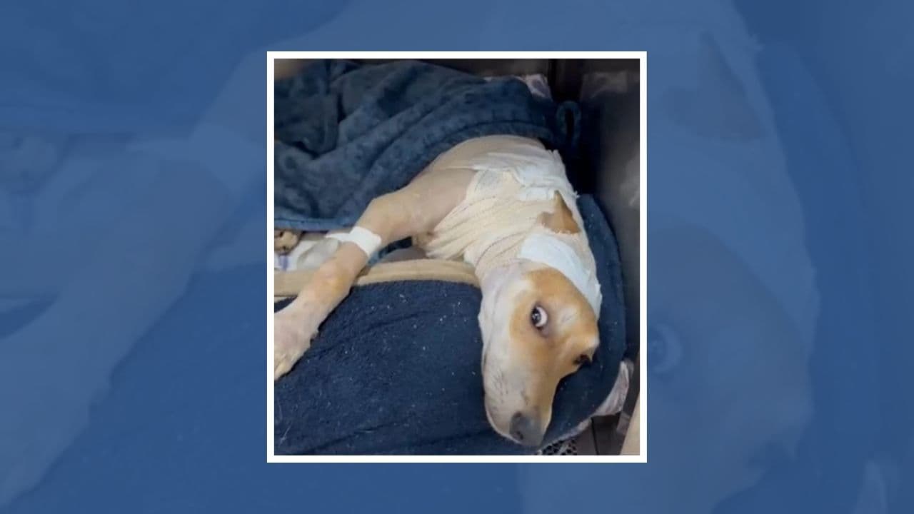 Cadela é encontrada com queimaduras graves e sinais de maus-tratos