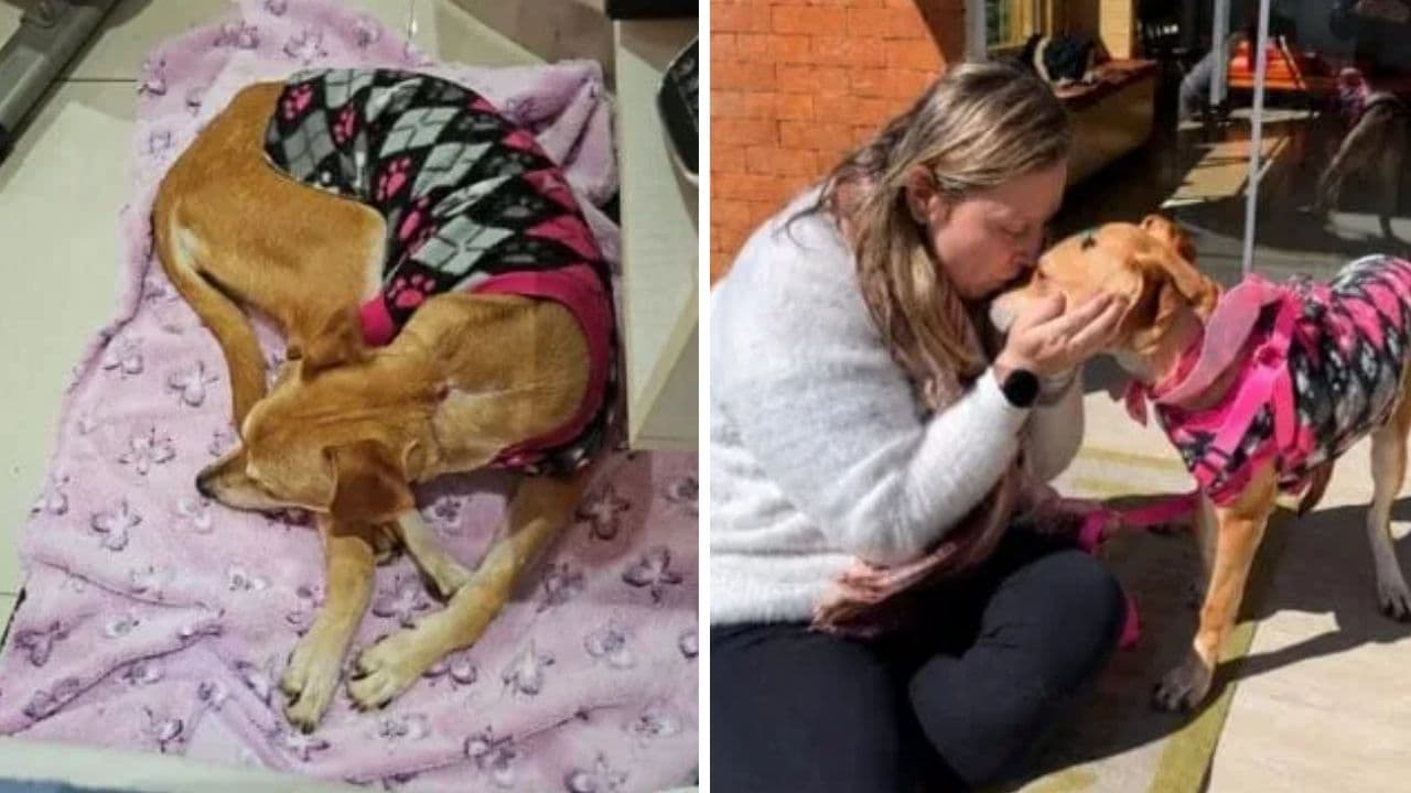 Após sobreviver a maus-tratos, cadelinha ganha novo lar a mais de 300 km de Tubarão