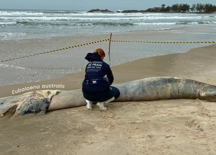 Filhote de baleia-franca é encontrado morto em praia de Garopaba