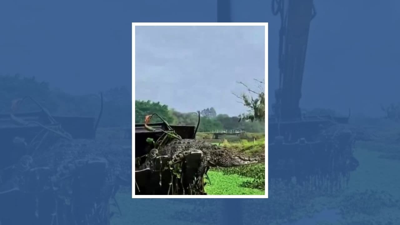 ▶️ Jacaré é capturado por escavadeira durante limpeza do Rio da Madre