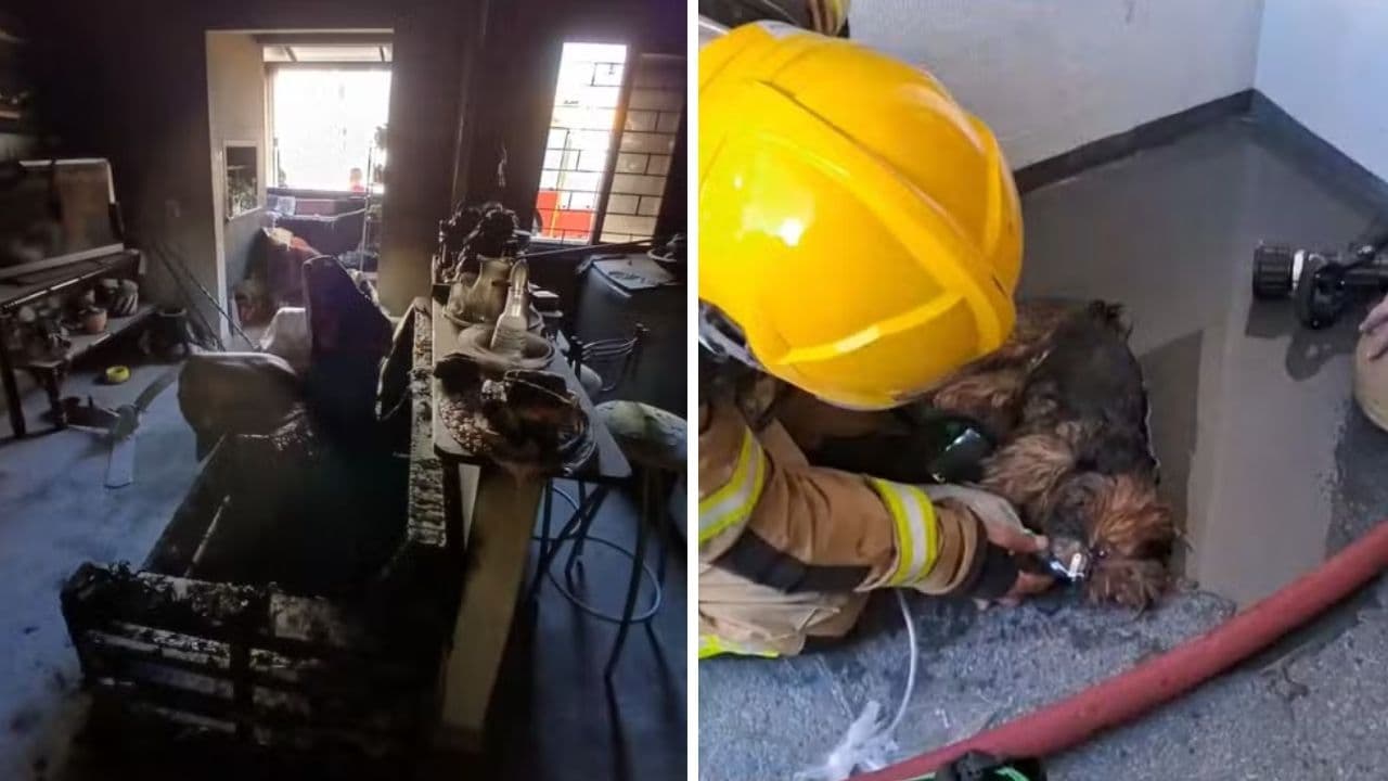 ▶️ Cachorrinha fica presa em apartamento durante incêndio e é salva pelos bombeiros