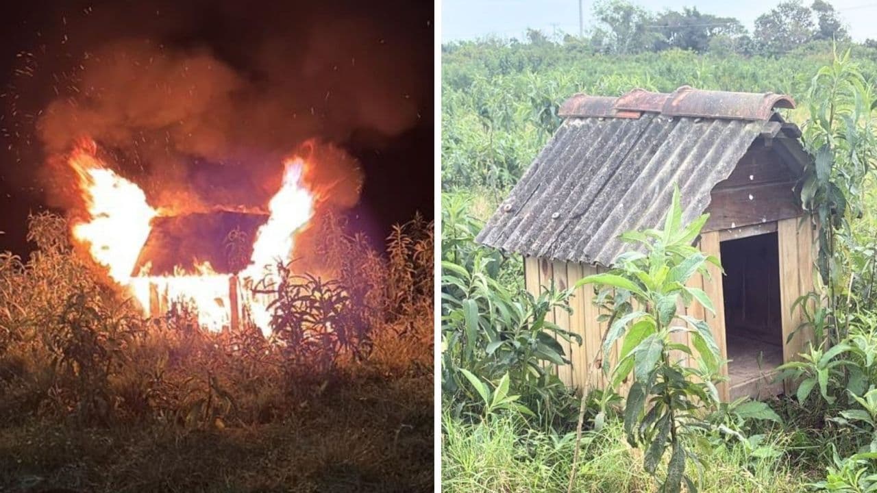 Casinha de cães comunitários é incendiada e protetores denunciam ameaças