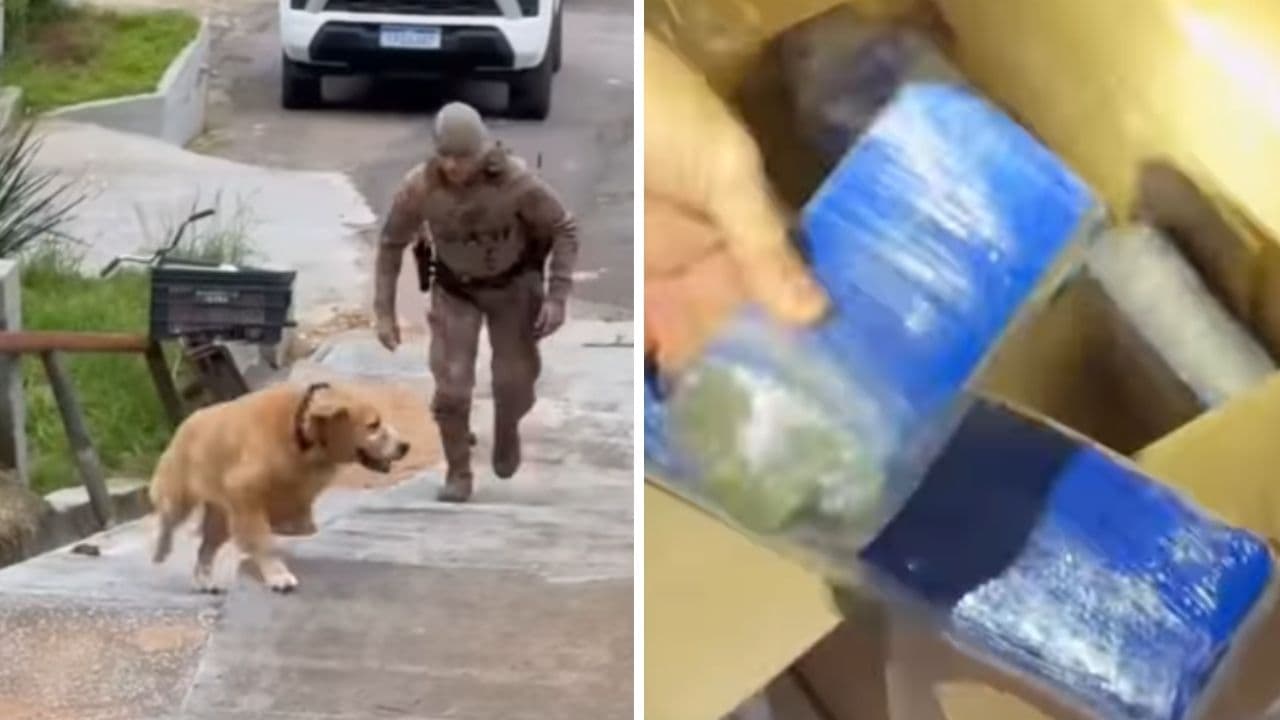 Mais de quatro quilos de maconha são encontrados sob sofá em casa abandonada