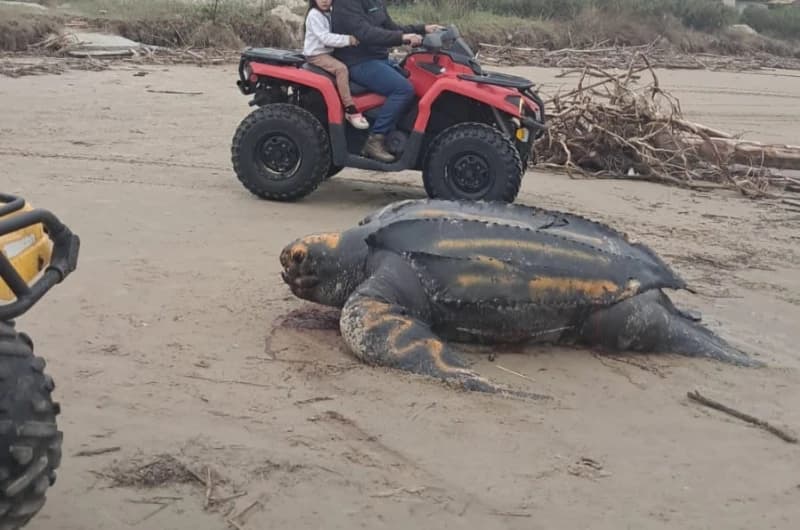 Tartaruga-gigante é encontrada morta em praia da região