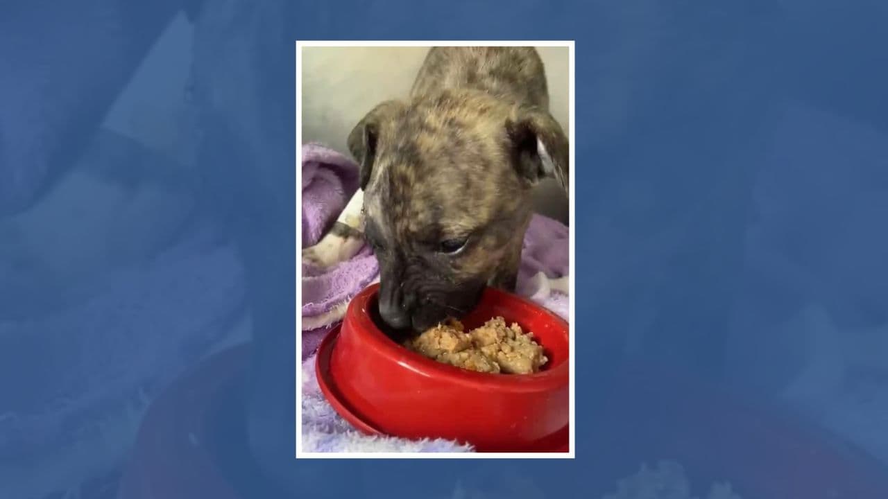 Após perder um olho em ataque, cãozinho Tiquinho é adotado e se recupera em novo lar