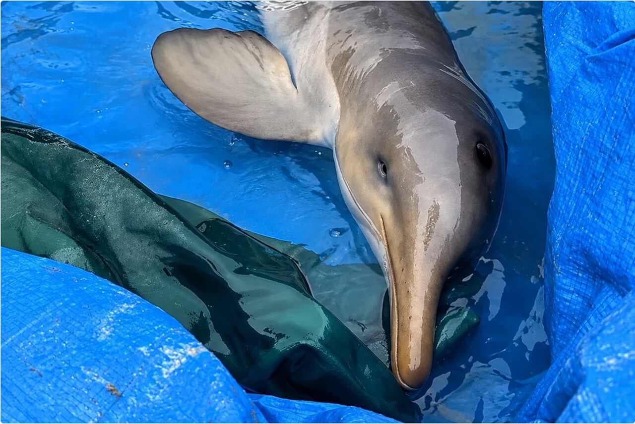Filhote de toninha ameaçada de extinção é resgatado em praia da região