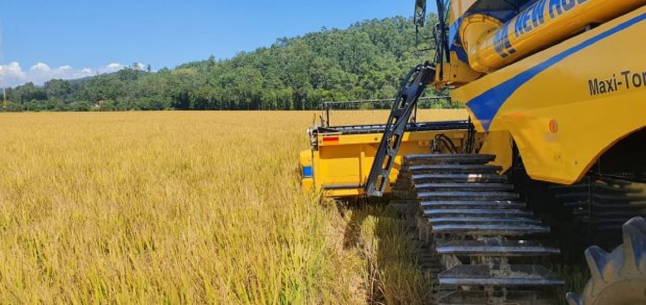 Santa Catarina dá início a colheita do arroz com lançamento de novo cultivar