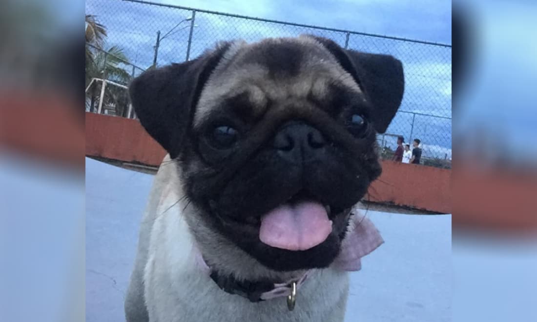 Ataque de pit bulls deixa cachorro morto e homem ferido em Capivari de Baixo