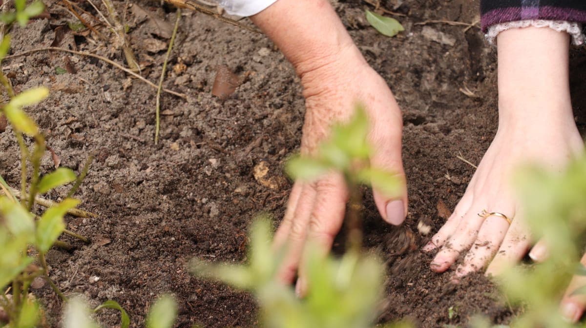 39ª Semana Cultural de Laguna: plantio de árvore histórica marca novo dia de comemorações