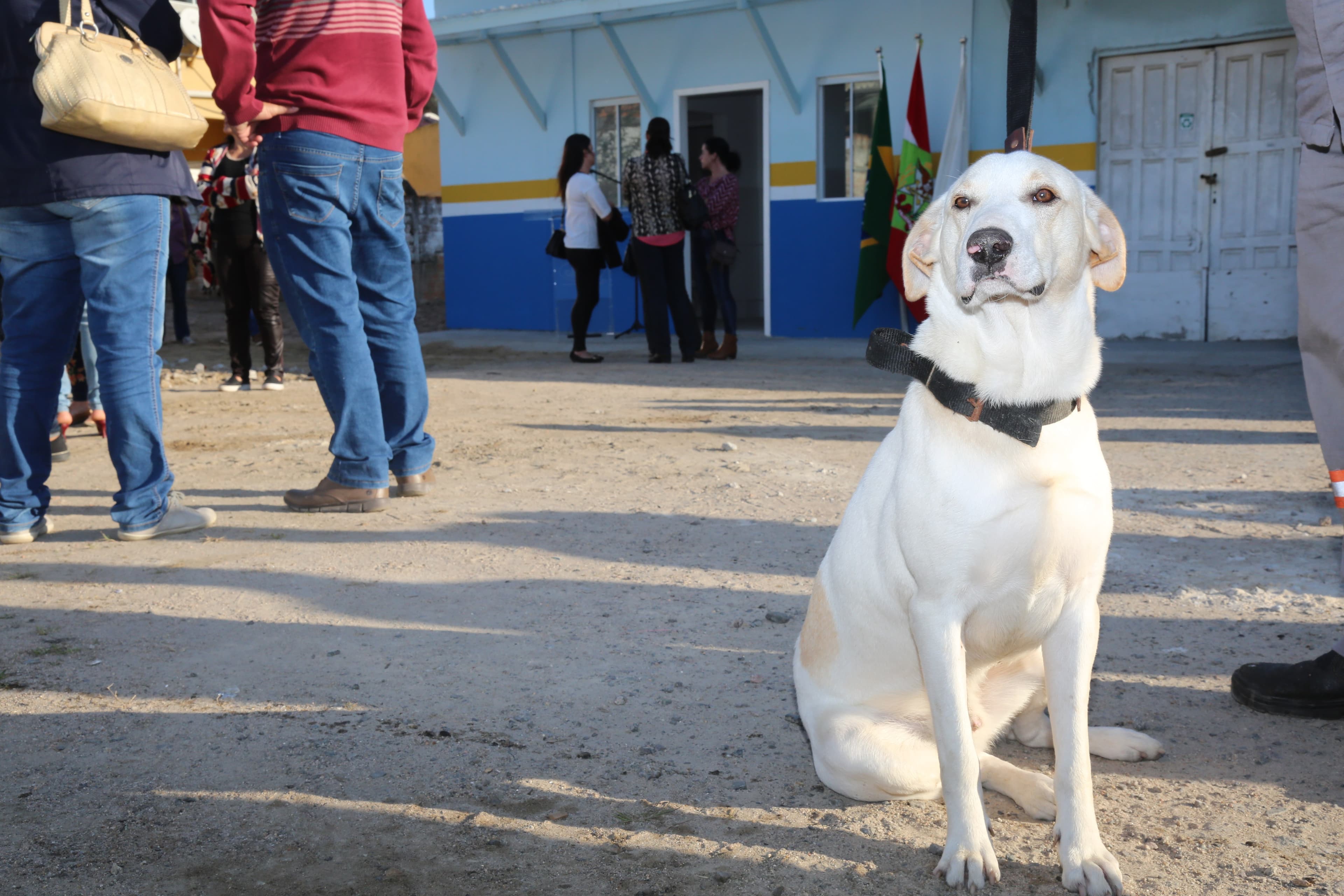Feira de Adoção de Animais acontece nesta semana, em Imbituba
