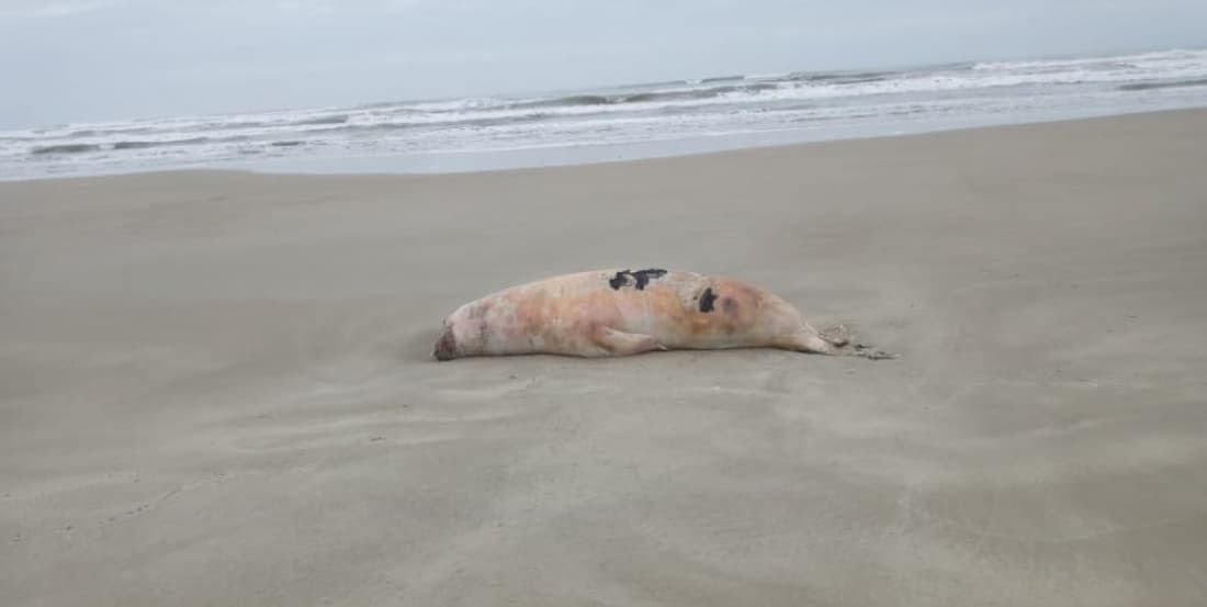 Lobo-marinho é encontrado morto na praia do Campo Bom, em Jaguaruna